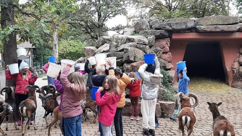 Besuch im Wildpark Klasse 3
