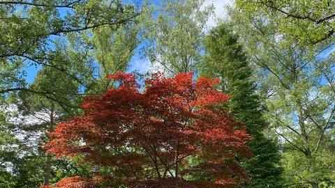 Friedhof B1_hoch_Park